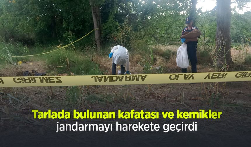 Tarlada bulunan kafatası ve kemikler jandarmayı harekete geçirdi