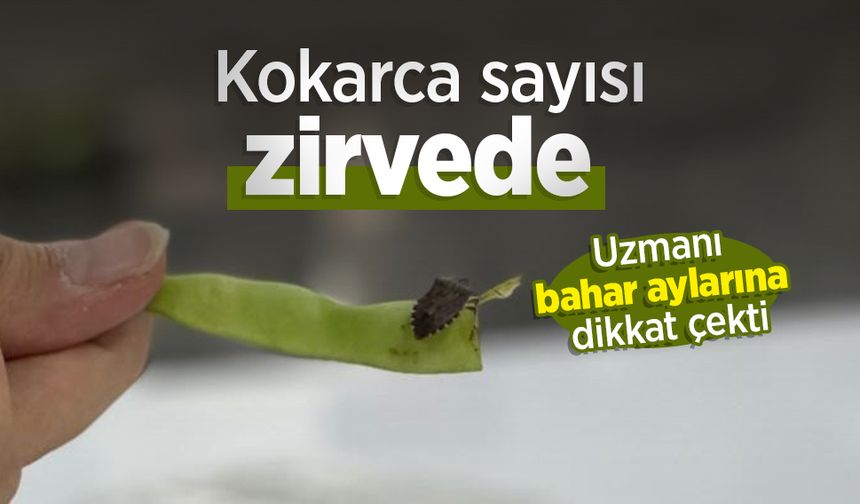 Kokarca sayısı zirvede: Uzmanı bahar aylarına dikkat çekti