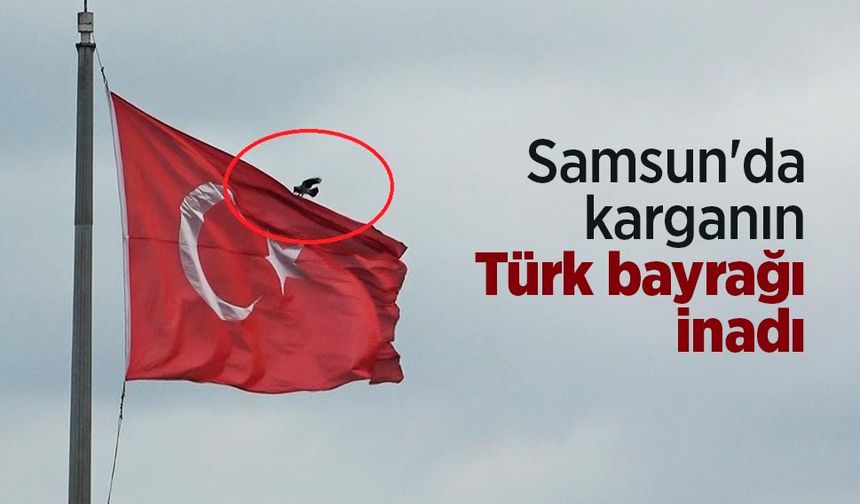 Samsun'da karganın Türk bayrağı inadı