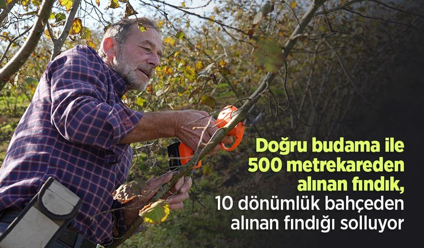 Doğru budama ile 500 metrekareden alınan fındık, 10 dönümlük bahçeden alınan fındığı solluyor