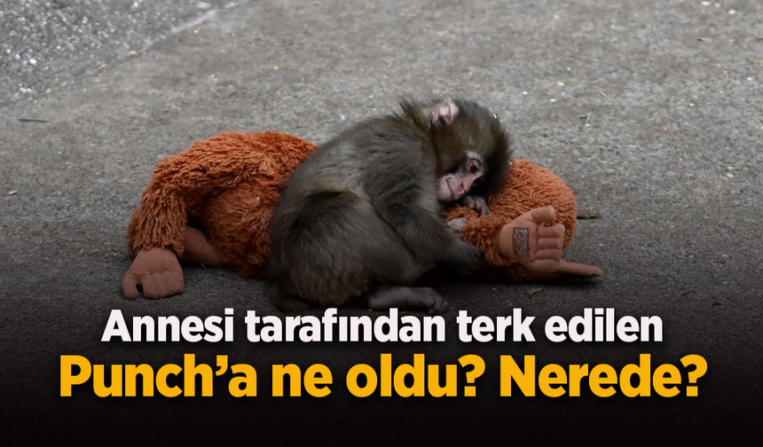 Annesi tarafından terk edilen Punch’a ne oldu? Nerede?
