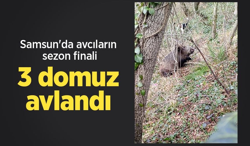 Samsun'da avcıların sezon finali: 3 domuz avlandı
