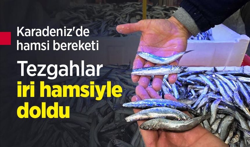 Karadeniz'de hamsi bereketi: Tezgahlar iri hamsiyle doldu