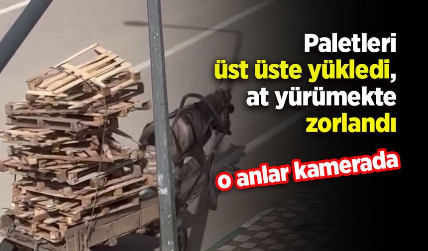 Paletleri üst üste yükledi, at yürümekte zorlandı