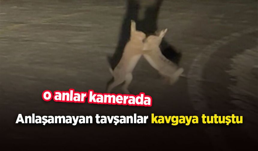 Anlaşamayan tavşanlar kavgaya tutuştu