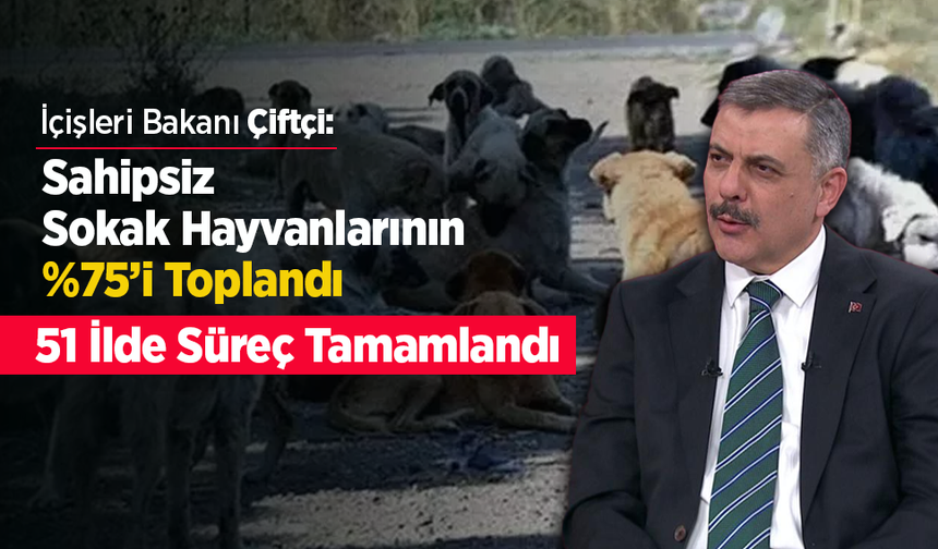 Sahipsiz Sokak Hayvanlarının %75’i Toplandı: 51 İlde Süreç Tamamlandı