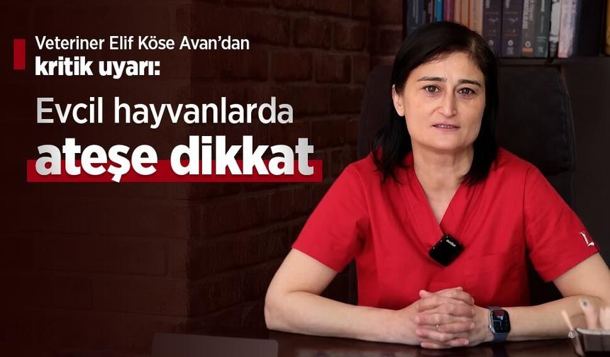 Veteriner Elif Köse Avan’dan kritik uyarı: Evcil hayvanlarda ateşe dikkat