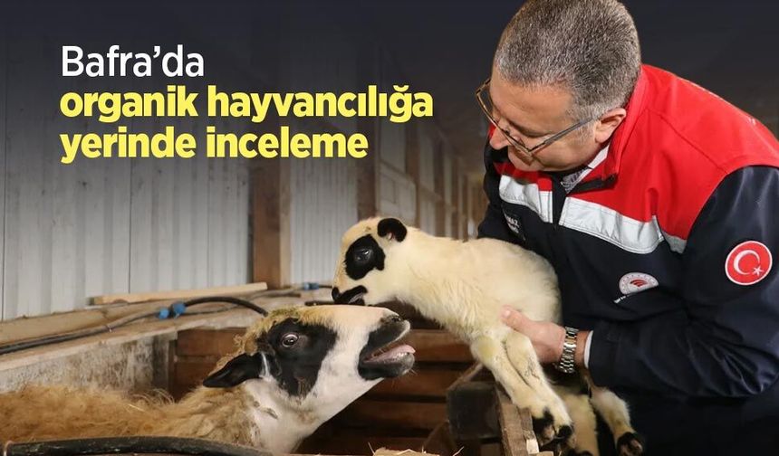 Bafra’da organik hayvancılığa yerinde inceleme