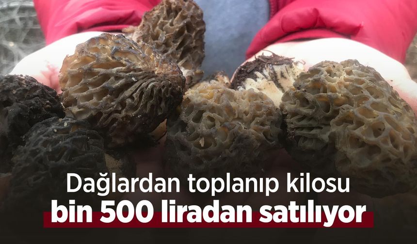Dağlardan toplanıp kilosu bin 500 liradan satılıyor