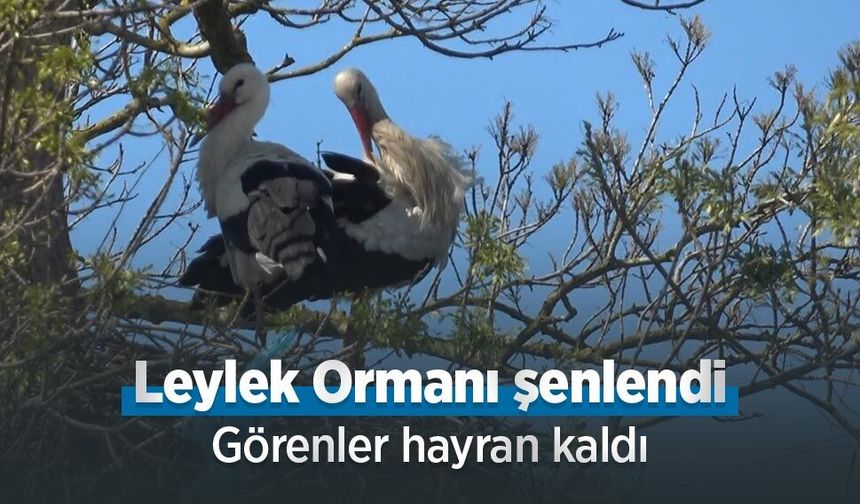 Leylek Ormanı şenlendi: Görenler hayran kaldı