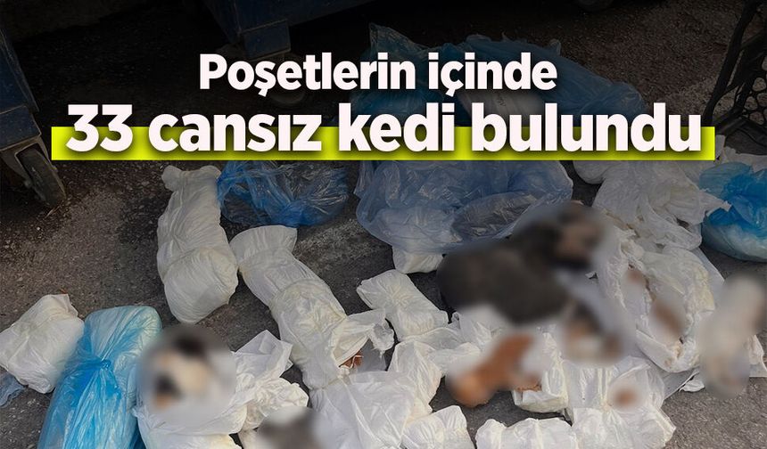 Poşetlerin içinde  33 cansız kedi bulundu