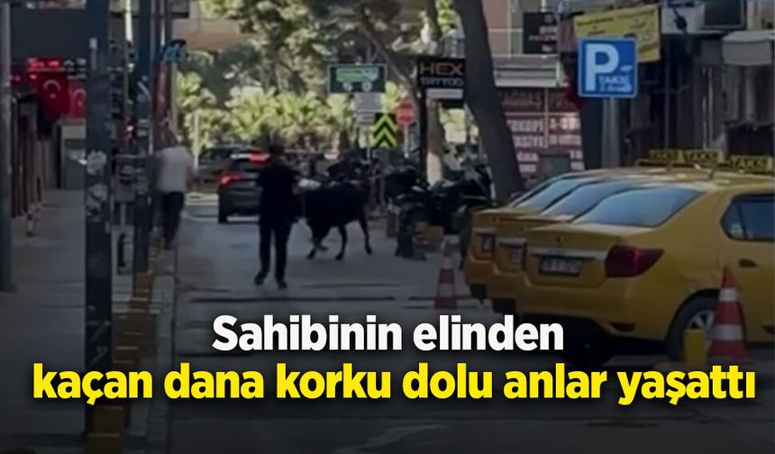 Sahibinin elinden kaçan dana korku dolu anlar yaşattı