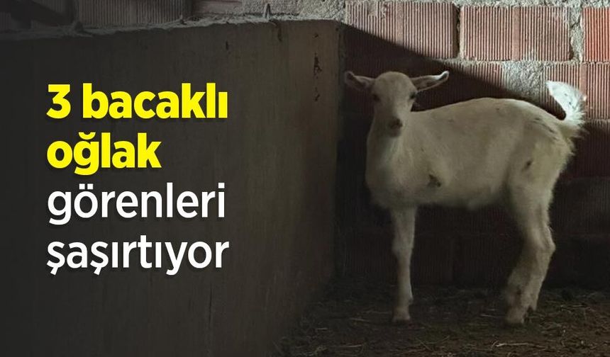 3 bacaklı oğlak görenleri şaşırtıyor