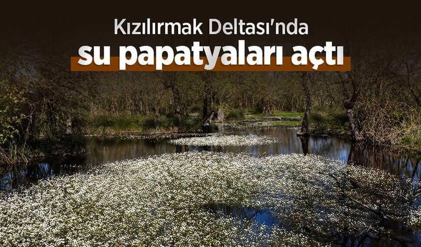 Kızılırmak Deltası'nda su papatyaları açtı
