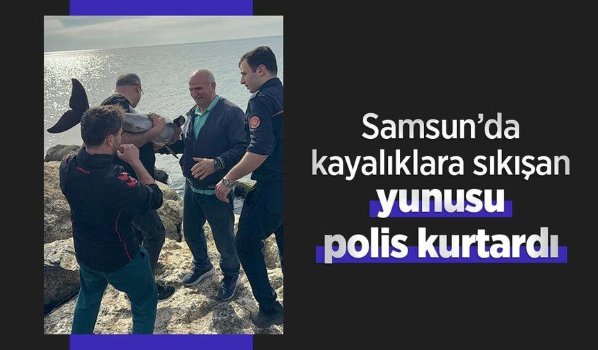 Samsun’da kayalıklara sıkışan yunusu polis kurtardı
