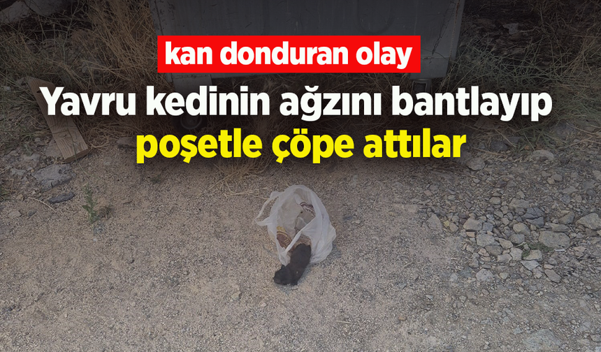 Kan donduran olay: Yavru kedinin ağzını bantlayıp poşetle çöpe attılar