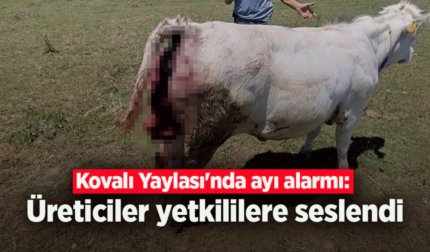 Kovalı Yaylası'nda ayı alarmı: Üreticiler yetkililere seslendi