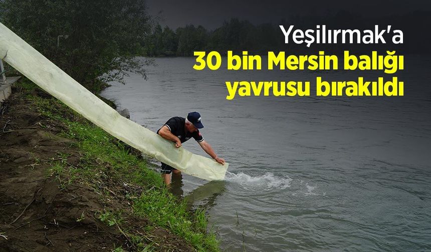 Yeşilırmak'a 30 bin Mersin balığı yavrusu bırakıldı
