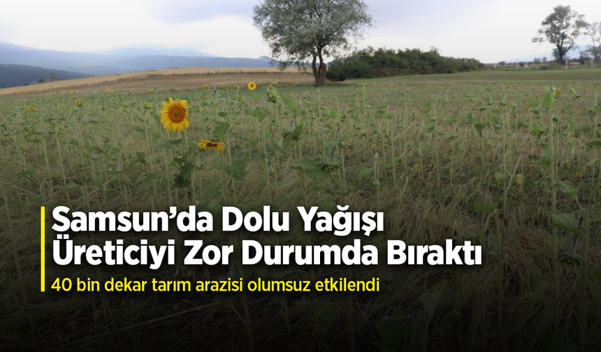 Samsun’da dolu afetinde 40 bin dekar tarım arazisi olumsuz etkilendi