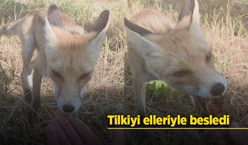 Tilkiyi elleriyle besledi
