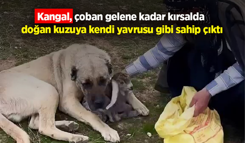 Kangal, çoban gelene kadar kırsalda doğan kuzuya kendi yavrusu gibi sahip çıktı