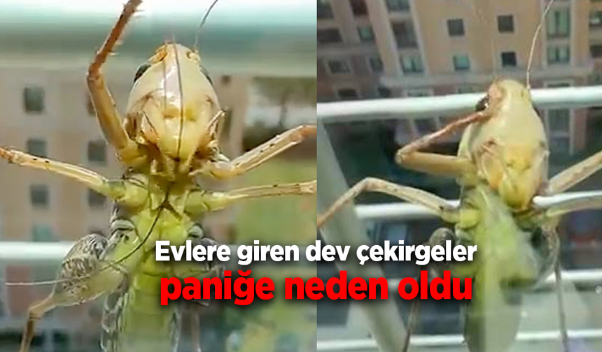 Evlere giren dev çekirgeler paniğe neden oldu