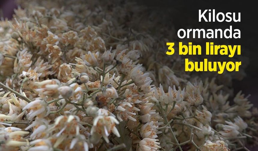 Kilosu ormanda 3 bin lirayı buluyor