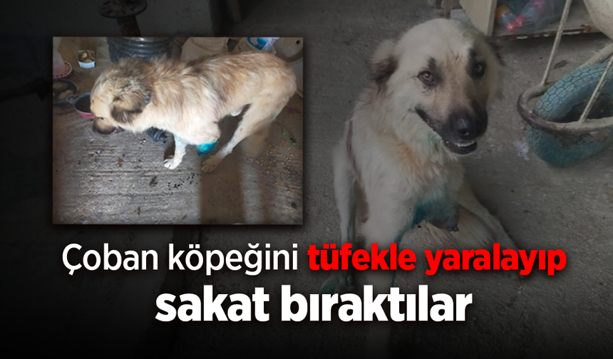 Çoban köpeğini tüfekle vurup sakat bıraktılar