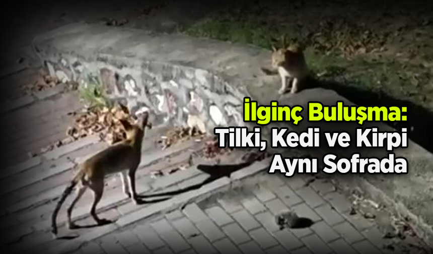 İlginç Buluşma: Tilki, Kedi ve Kirpi Aynı Sofrada