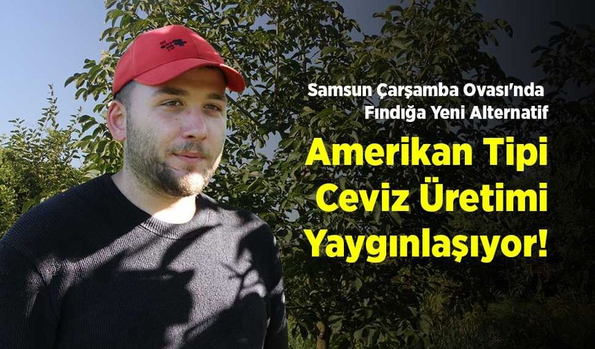 Samsun Çarşamba Ovası'nda Fındığa Yeni Alternatif: Amerikan Tipi Ceviz Üretimi Yaygınlaşıyor!