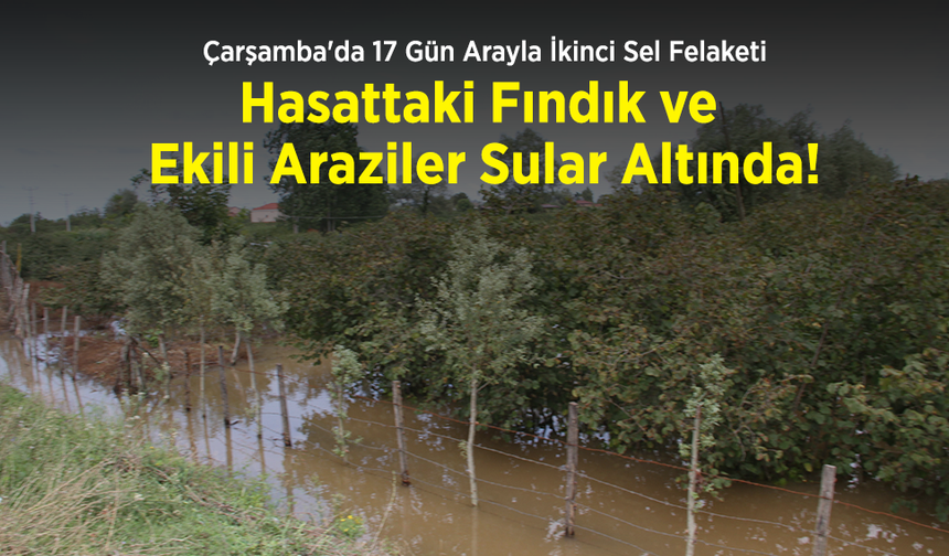 Çarşamba'da 17 Gün Arayla İkinci Sel Felaketi: Hasattaki Fındık ve Ekili Araziler Sular Altında!