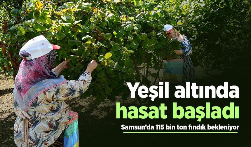 Yeşil altında hasat başladı: Samsun’da 115 bin ton fındık bekleniyor