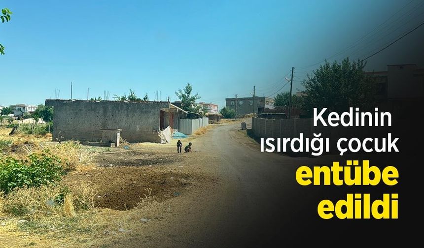 Kedinin ısırdığı çocuk entübe edildi