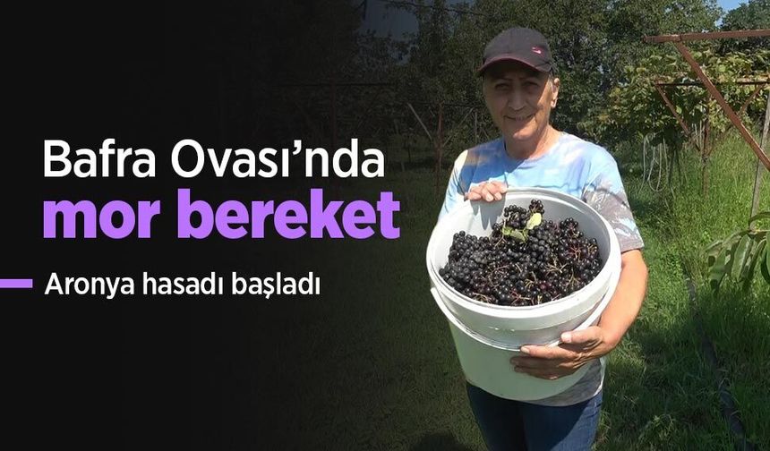 Bafra Ovası’nda mor bereket: Aronya hasadı başladı