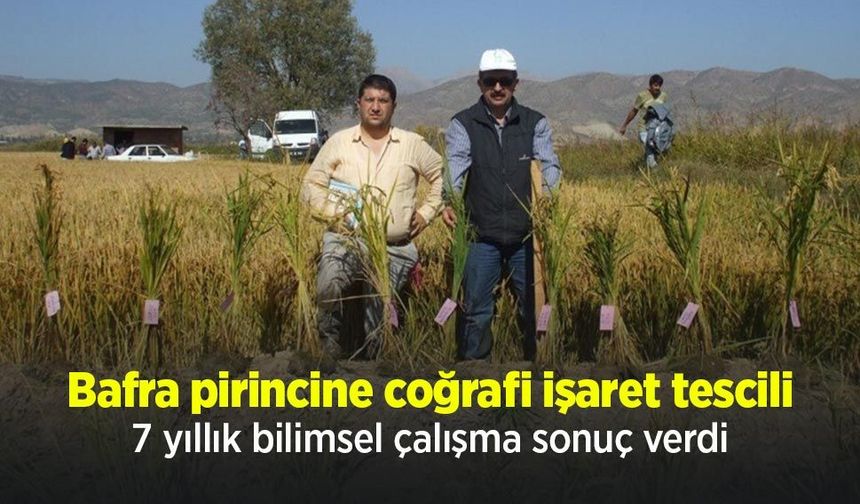 Bafra pirincine coğrafi işaret tescili: 7 yıllık bilimsel çalışma sonuç verdi
