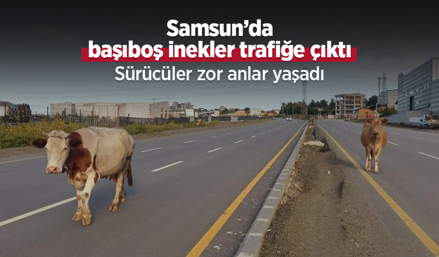 Samsun’da başıboş inekler trafiğe çıktı: Sürücüler zor anlar yaşadı