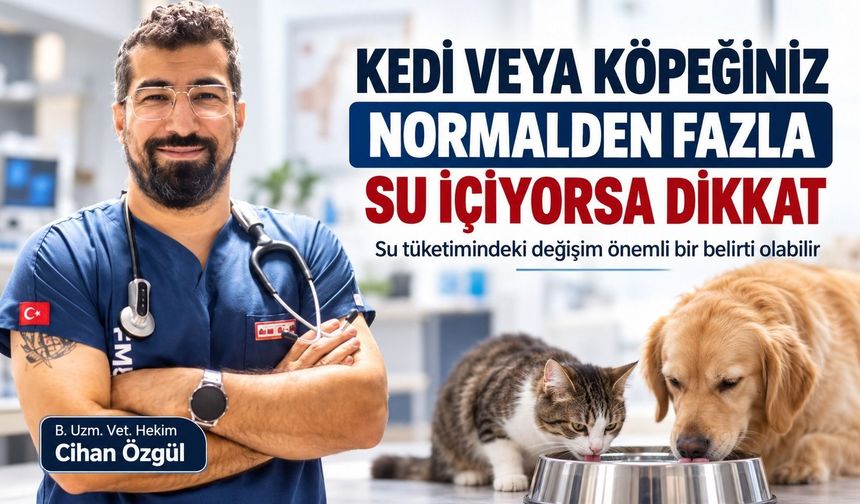 Kedi veya köpeğiniz normalden fazla su içiyorsa dikkat
