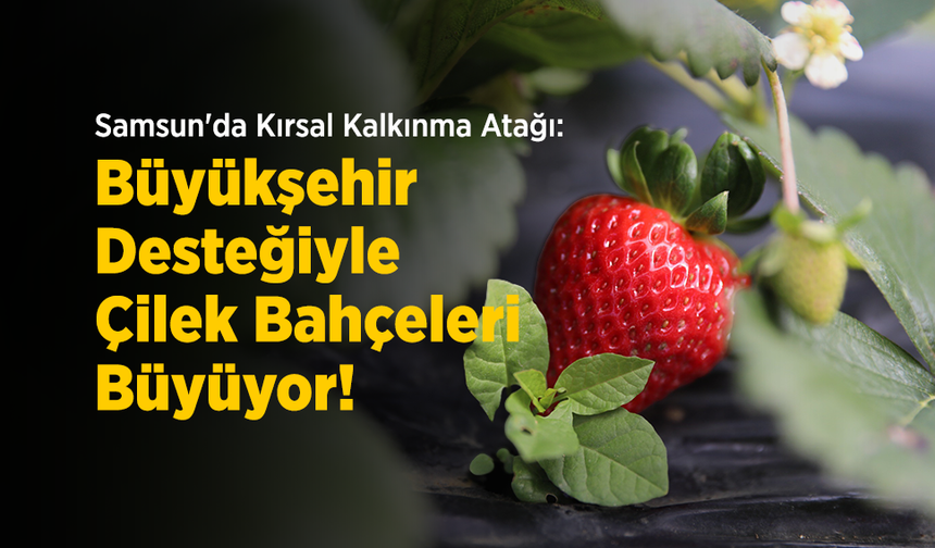Samsun'da Kırsal Kalkınma Atağı: Büyükşehir Desteğiyle Çilek Bahçeleri Büyüyor!