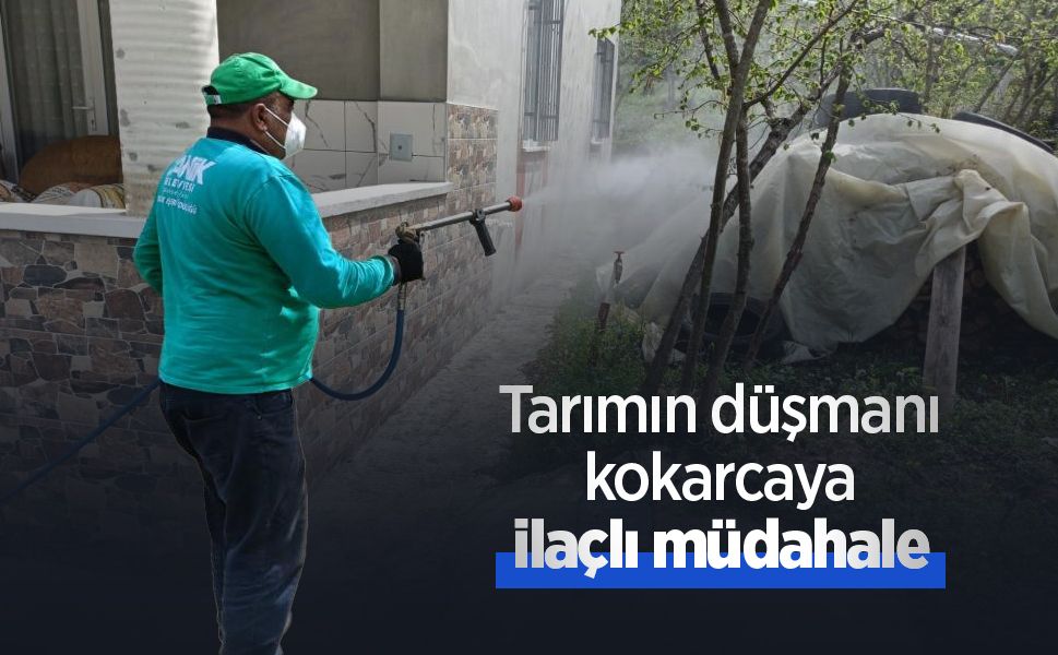 Tarımın düşmanı kokarcaya ilaçlı müdahale