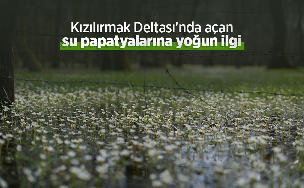 Kızılırmak Deltası'nda açan su papatyalarına yoğun ilgi