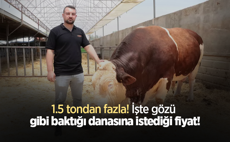 1.5 tondan fazla! İşte gözü gibi baktığı danasına istediği fiyat