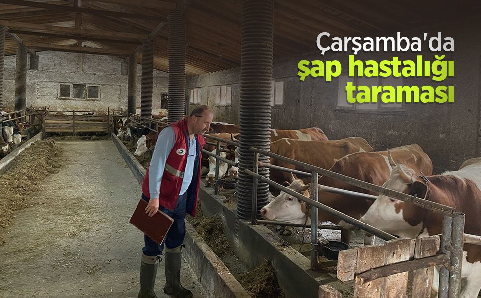 Çarşamba'da şap hastalığı taraması