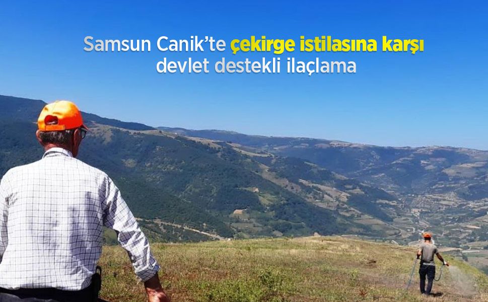 Samsun Canik’te çekirge istilasına karşı devlet destekli ilaçlama