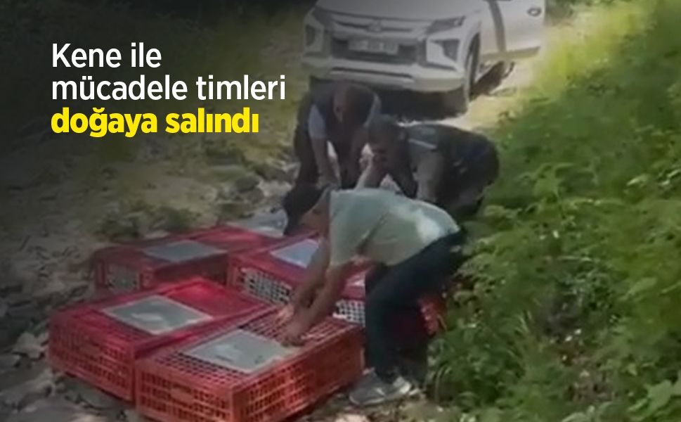Kene ile mücadele timleri doğaya salındı