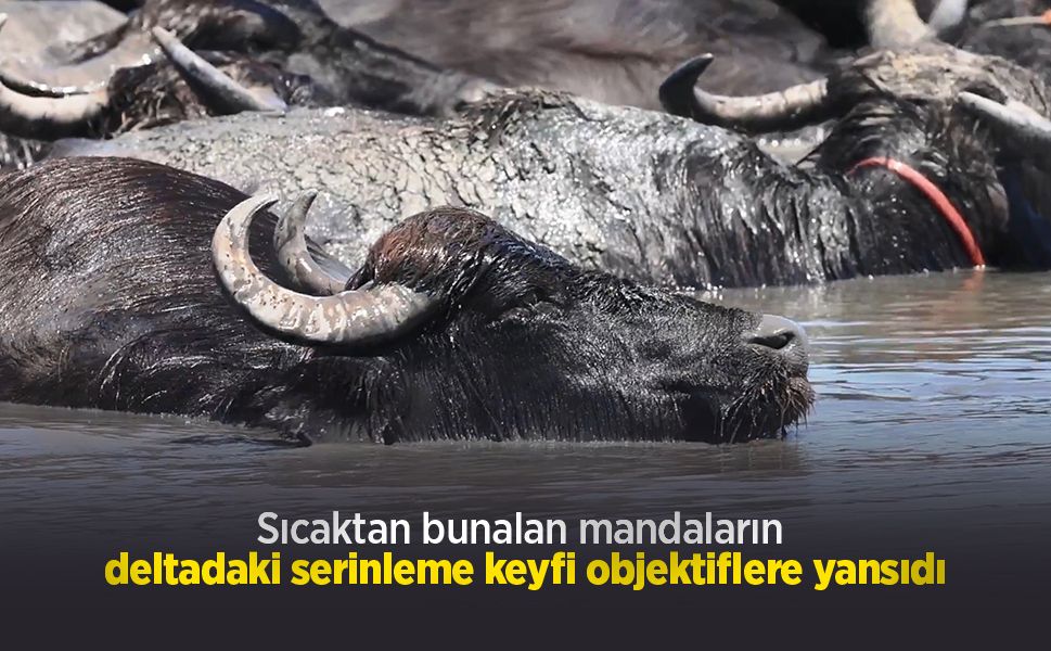 Sıcaktan bunalan mandaların deltadaki serinleme keyfi objektiflere yansıdı