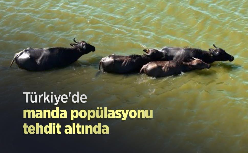 Türkiye'de manda popülasyonu tehdit altında - samsunhaber.com