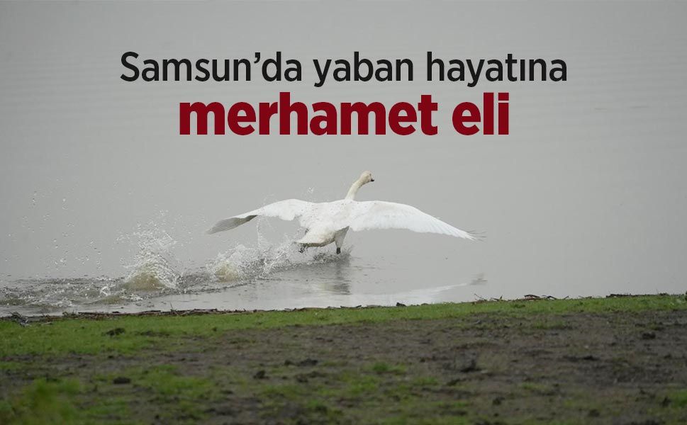 Samsun’da yaban hayatına merhamet eli - samsunhaber.com