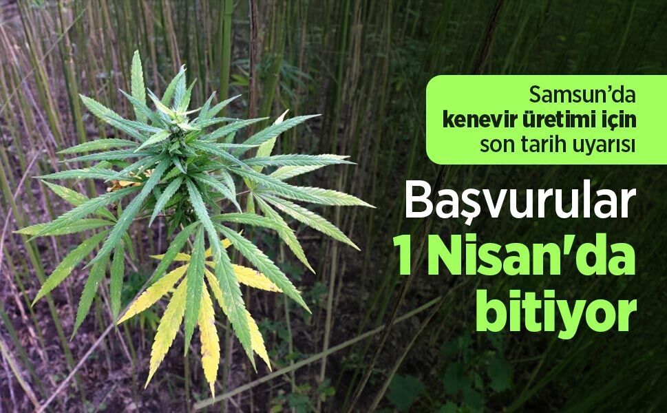 Samsun’da kenevir üretimi için son tarih uyarısı: Başvurular 1 Nisan'da bitiyor