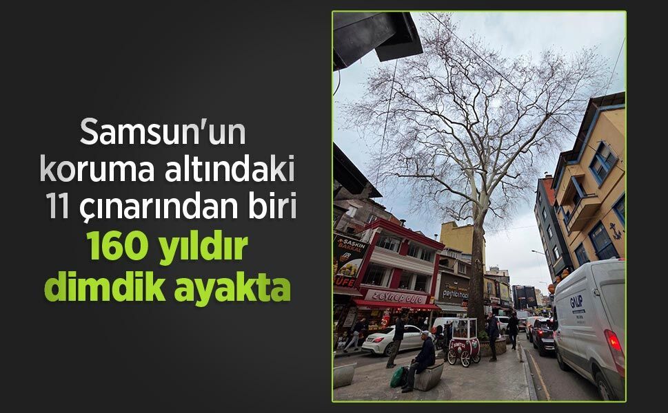 Samsun'un koruma altındaki 11 çınarından biri 160 yıldır dimdik ayakta