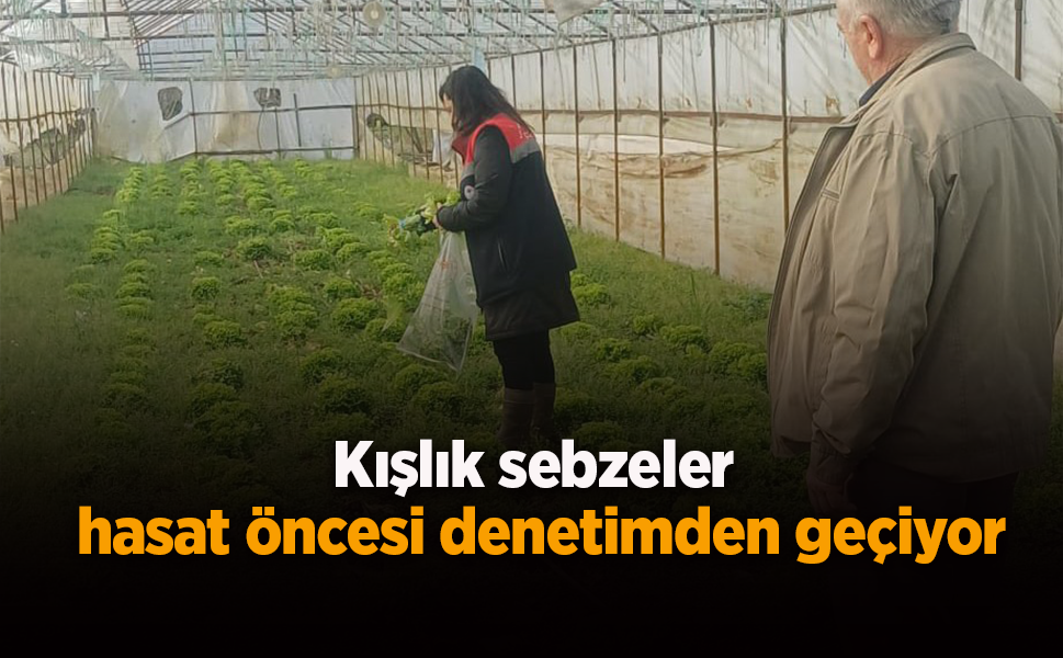 Kışlık sebzeler hasat öncesi denetimden geçiyor